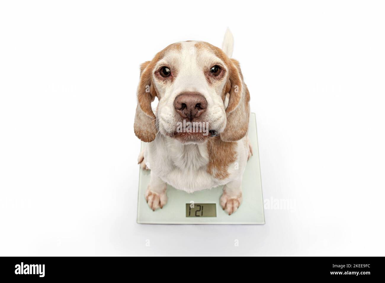 Beagle on the scales Stock Photo - Alamy