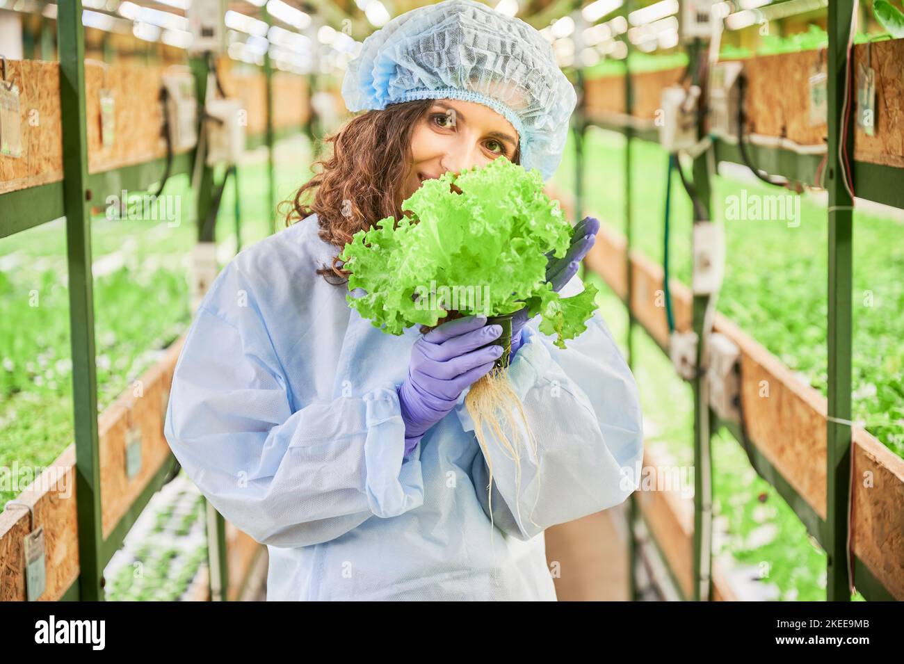 Female gardener smelling green lettuce leaves in greenhouse. Woman in garden rubber gloves holding pot with green plant and enjoying scent of fresh aromatic leaf. Stock Photo
