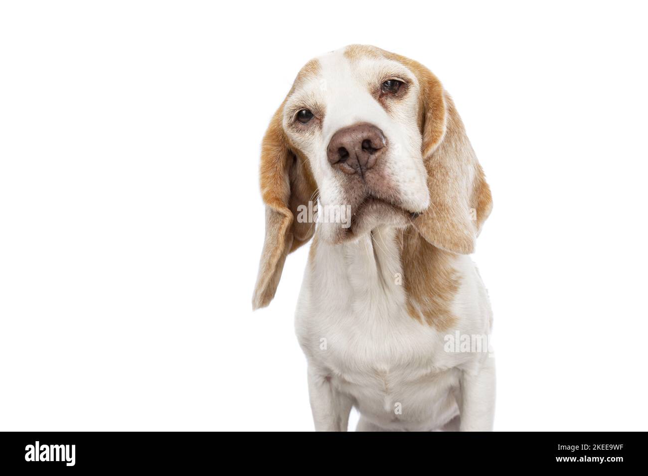 Beagle in front of white background Stock Photo - Alamy