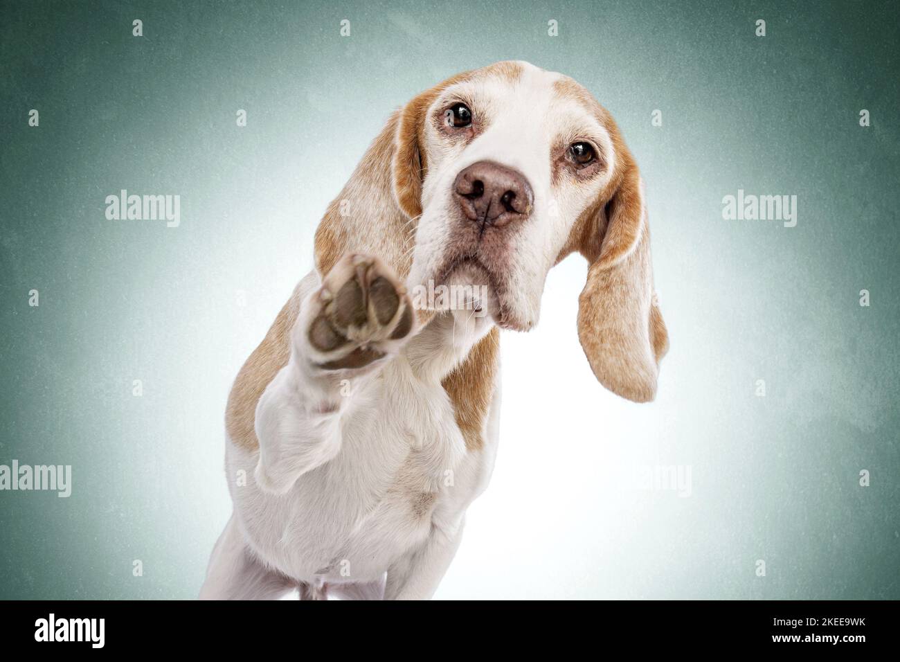 Beagle in front of green background Stock Photo - Alamy