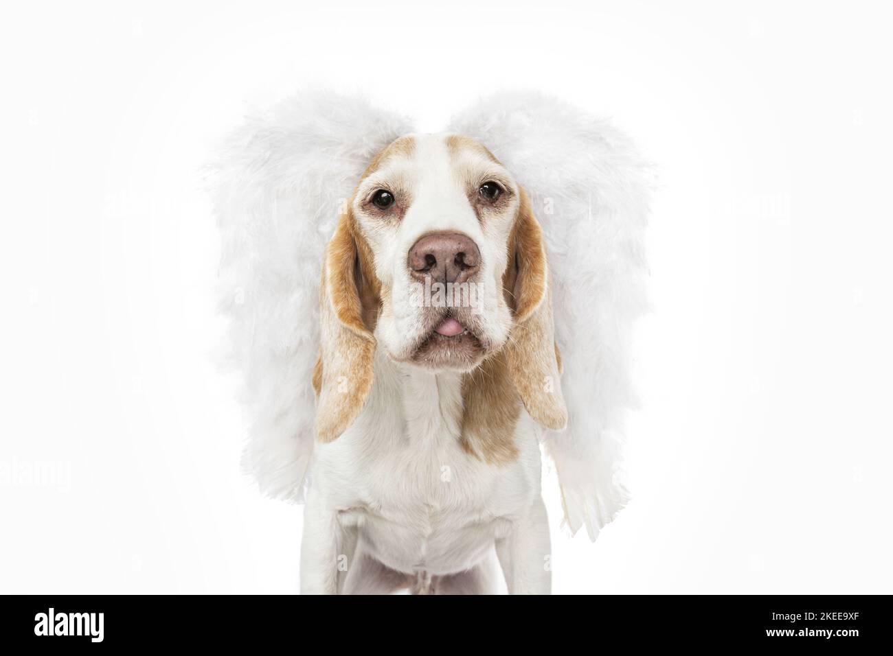 Beagle in costume Stock Photo