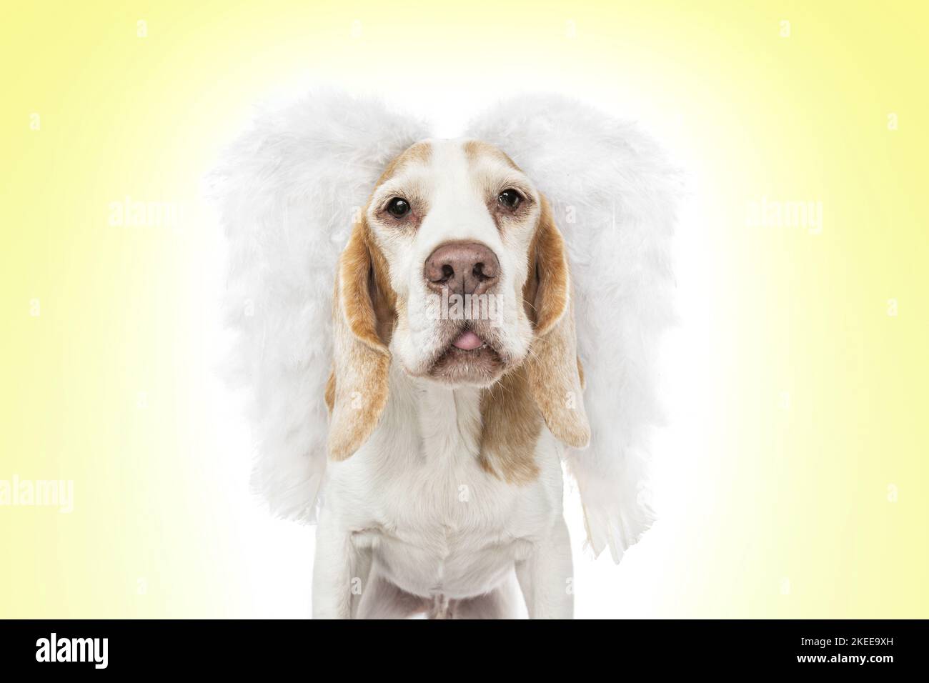 Beagle in costume Stock Photo