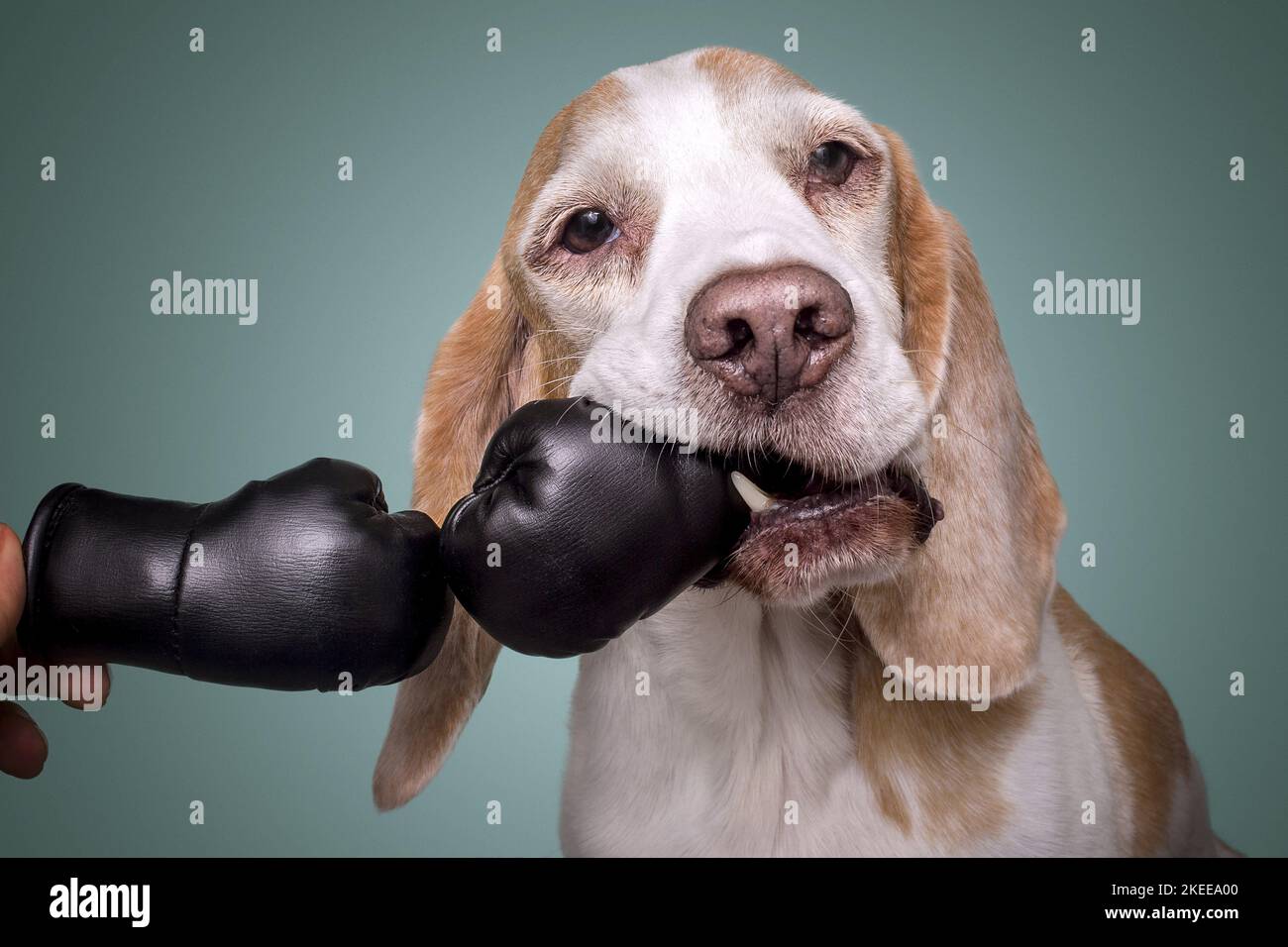 Green hand bg hi-res stock photography and images - Alamy