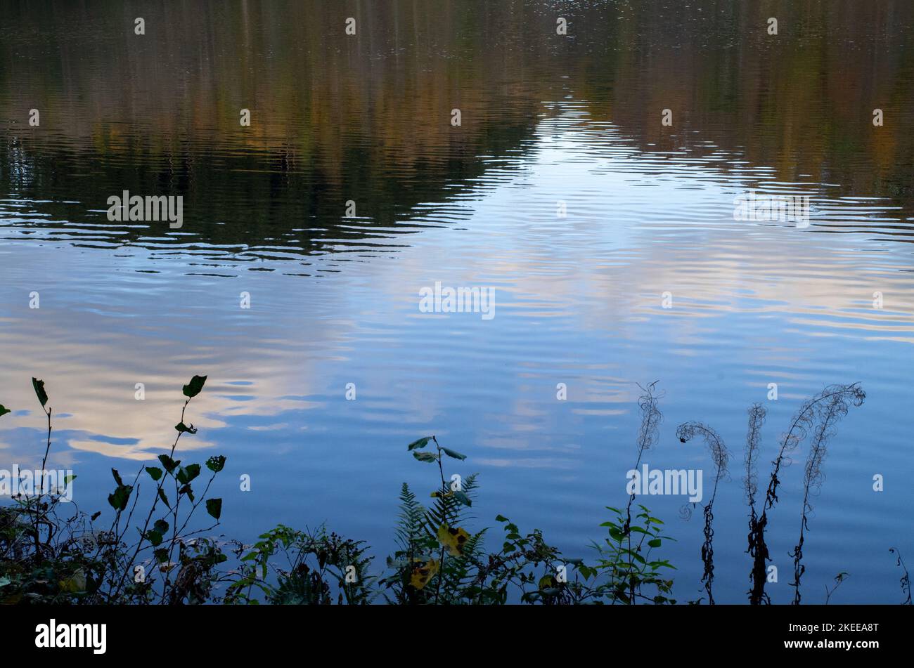 Daun, Germany. 01st Nov, 2022. The sky with clouds as well as trees are reflected in the Gemünden Maar in the late afternoon. Credit: Viola Lopes/dpa/Alamy Live News Stock Photo