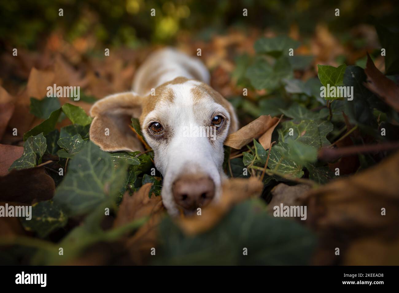 Beagle in the leafage Stock Photo