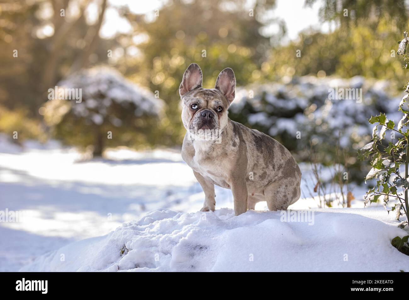 French Bulldog in the snow Stock Photo Alamy