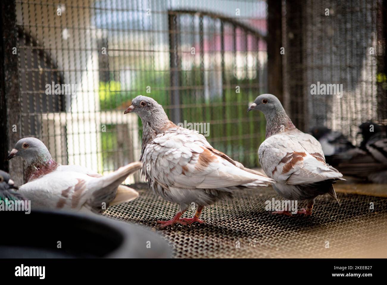mealy color homing pigeon bathing  in home loft Stock Photo