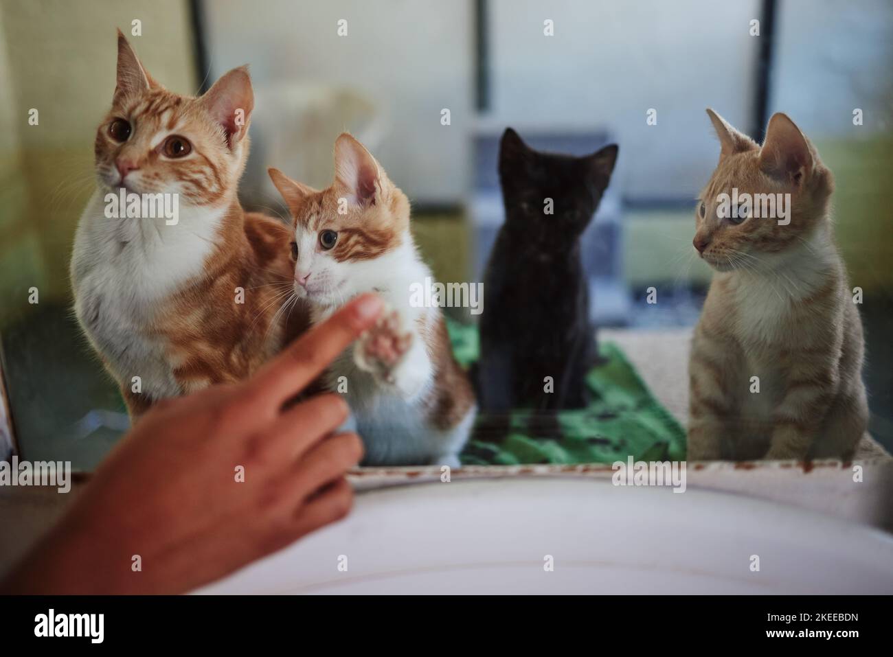 Cat, adoption and animal shelter with a hand on a pet store window