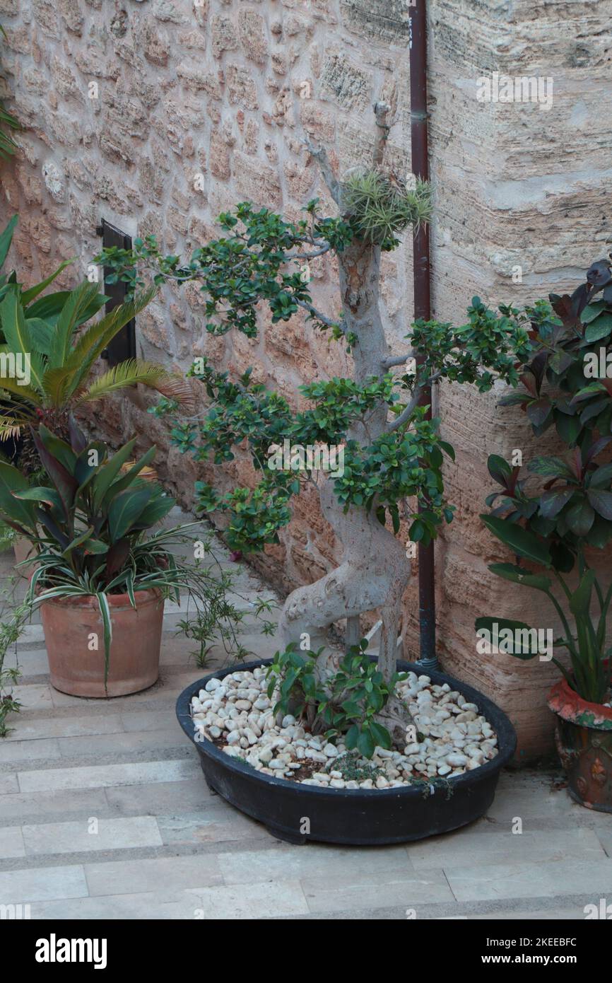 Ficus Benjamina in a pot. Ficus Benjamina Bonsai Stock Photo Alamy