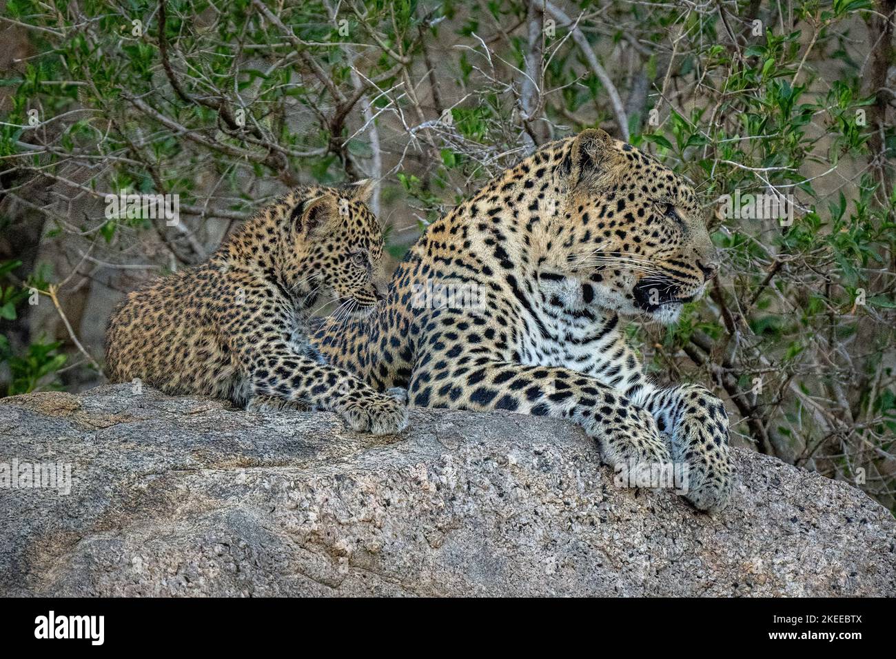 Cowebbed Leopard Leopard and cub lying side-by-side on rock Stock Photo - Alamy