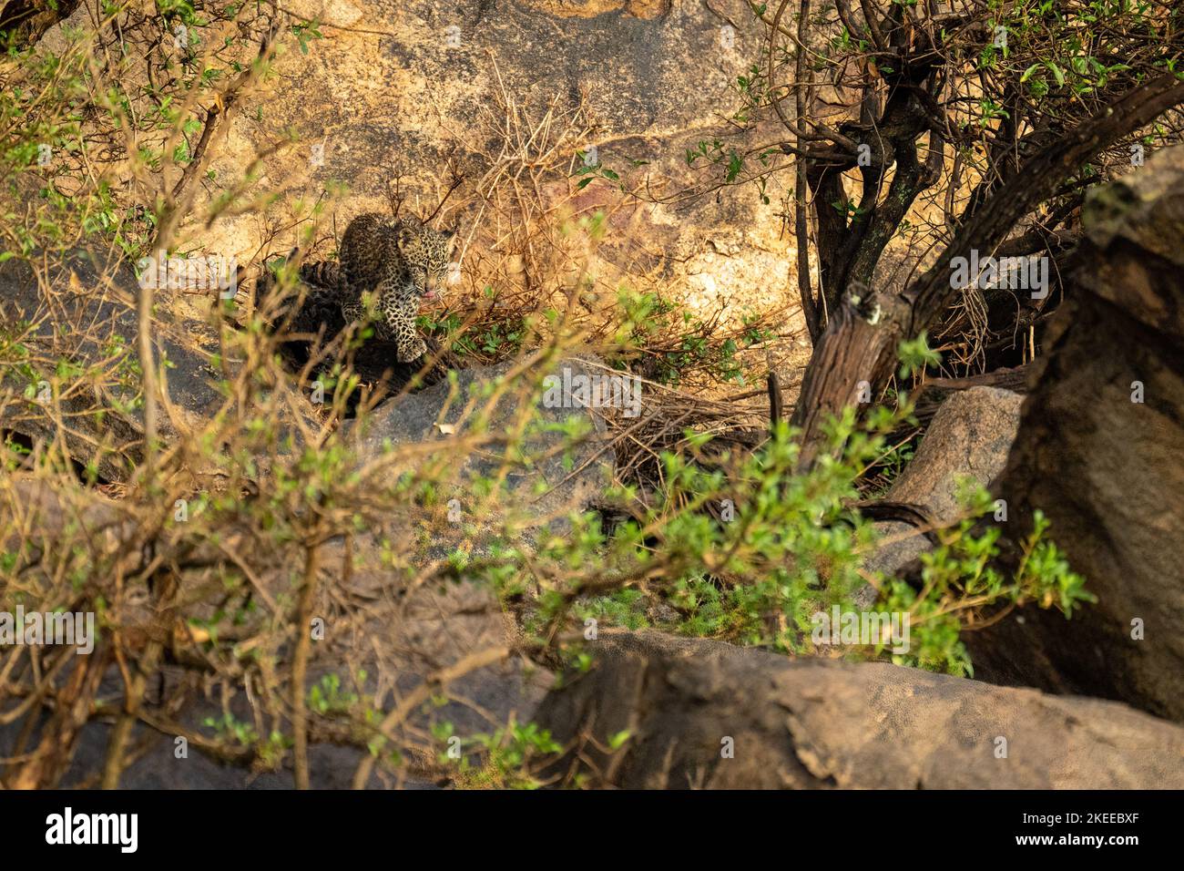 Leopard Crawling Down Rocks Leopard cub climbs across rocks through bushes Stock Photo - Alamy