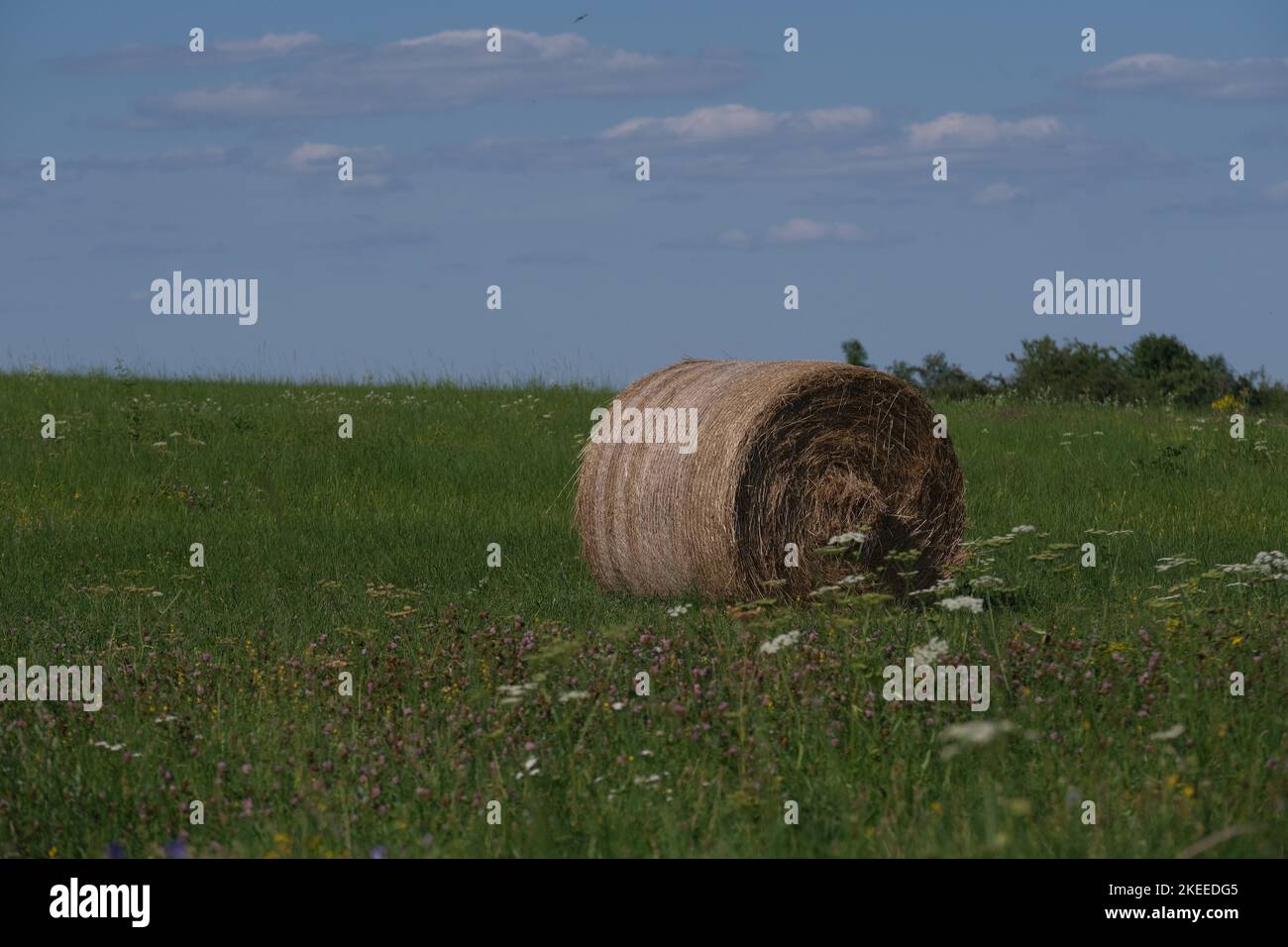 A hay bale in the green field Stock Photo - Alamy