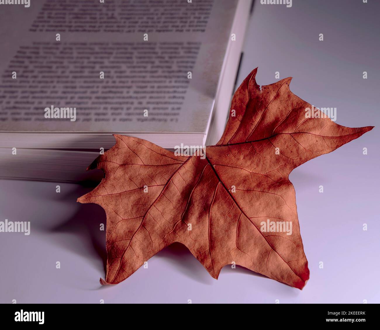 A beautiful dry leaf with autumn colors is used as a bookmark for a large white book Stock Photo