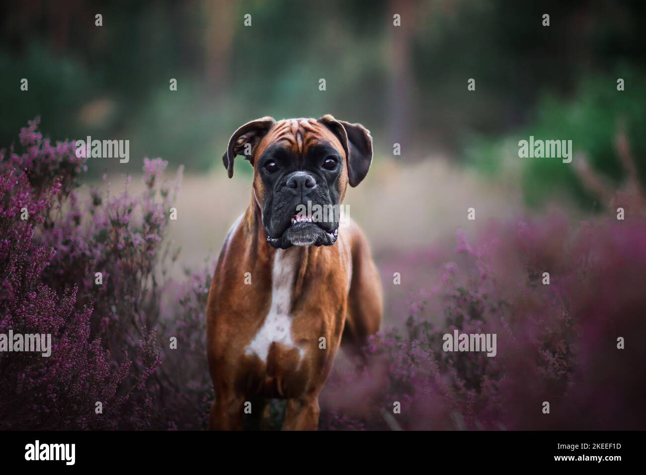 German Boxer Portrait Stock Photo - Alamy