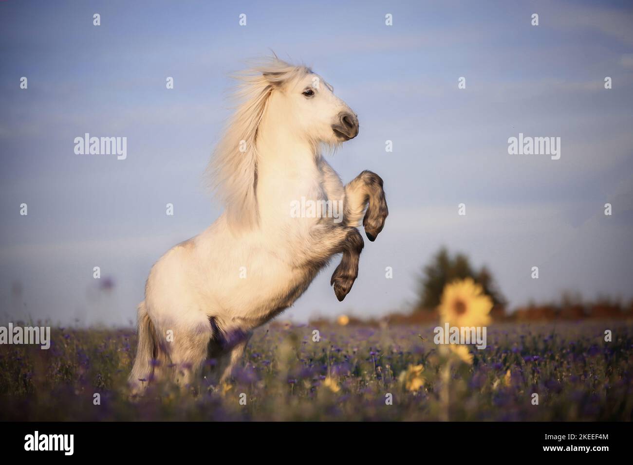 Shetland Rearing Shetland pony horse rearing hi-res stock photography and images - Alamy