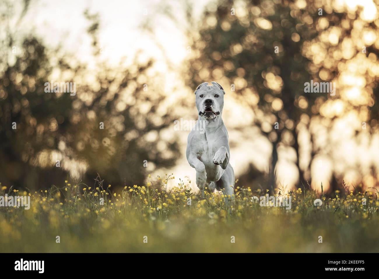 Dogo Argentino with cropped ears Stock Photo - Alamy