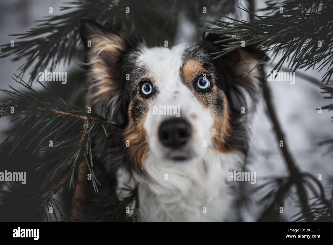 Border Collie with blue eyes Stock Photo - Alamy