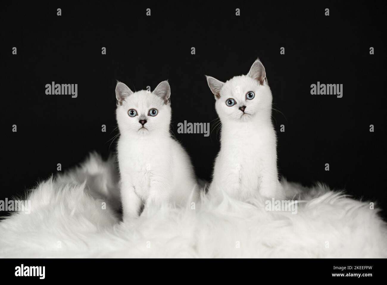 blue eyed british shorthair cat Stock Photo - Alamy