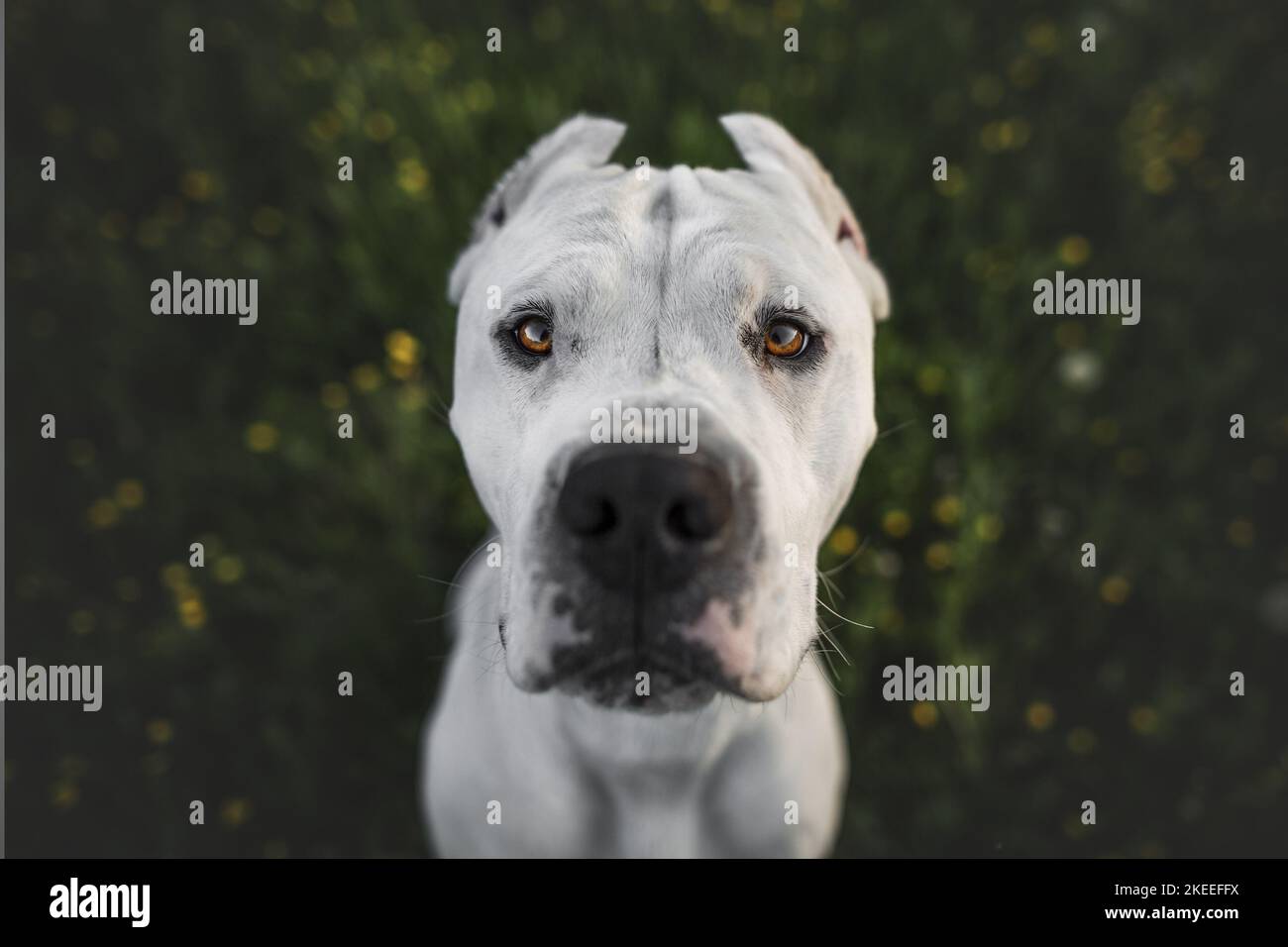 Dogo Argentino with cropped ears Stock Photo - Alamy