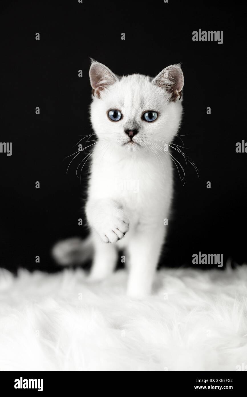 blue eyed british shorthair cat Stock Photo