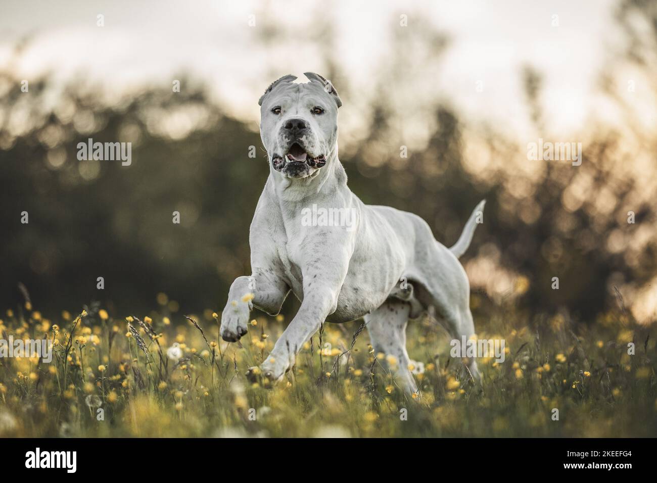 Dogo Argentino with cropped ears Stock Photo - Alamy