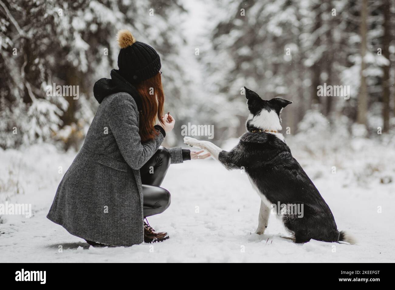 old Border Collie Stock Photo - Alamy
