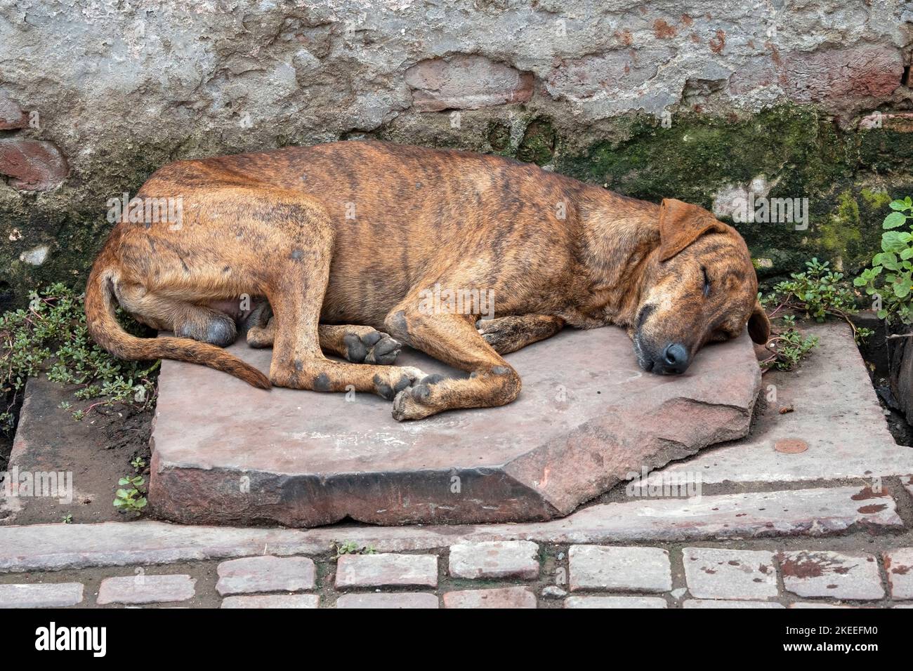 Abandoned dog cur lying on the ground Stock Photo