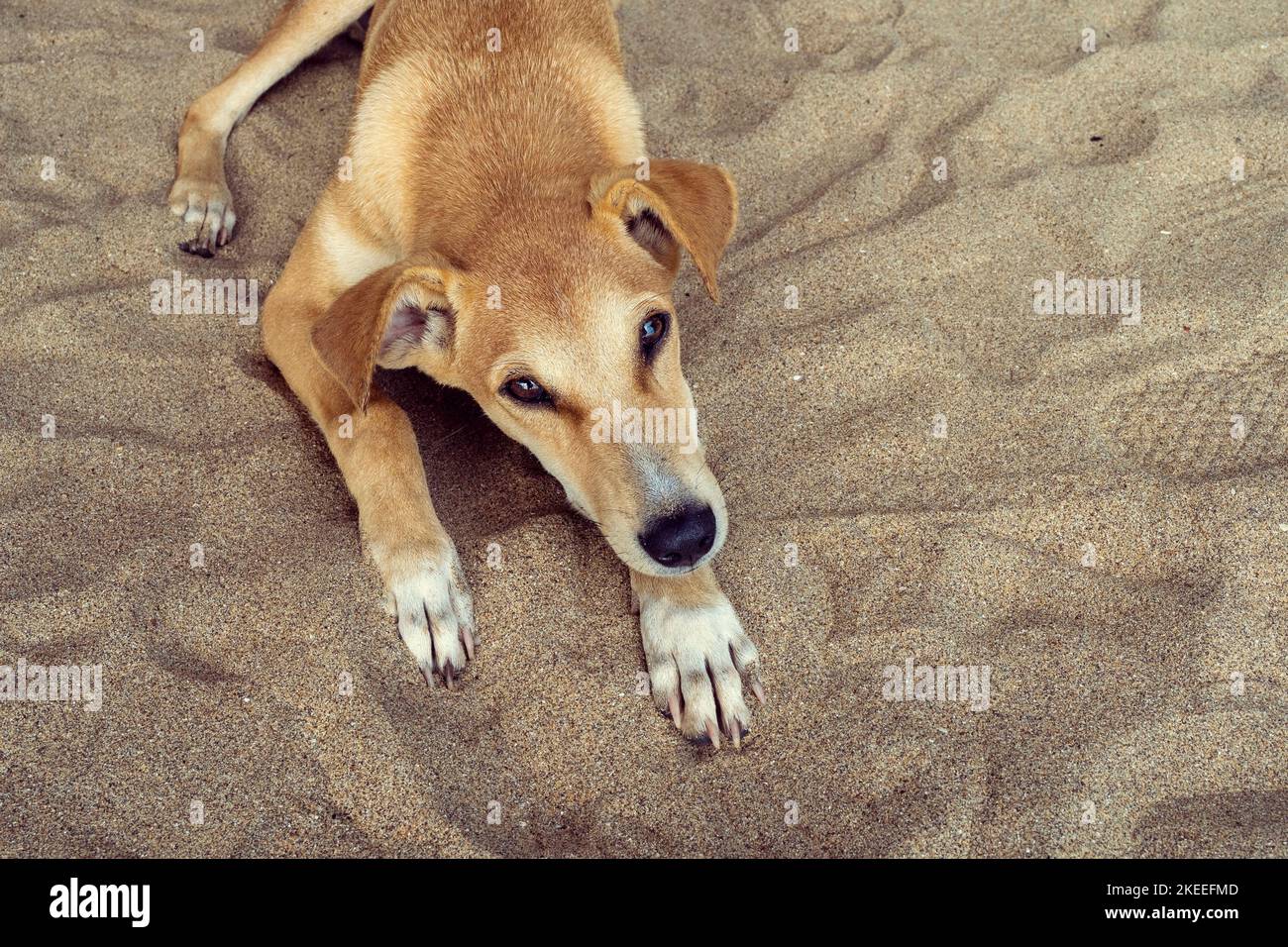 Cute brown dog laying on the sandy beach. Close-up of head and look of ...