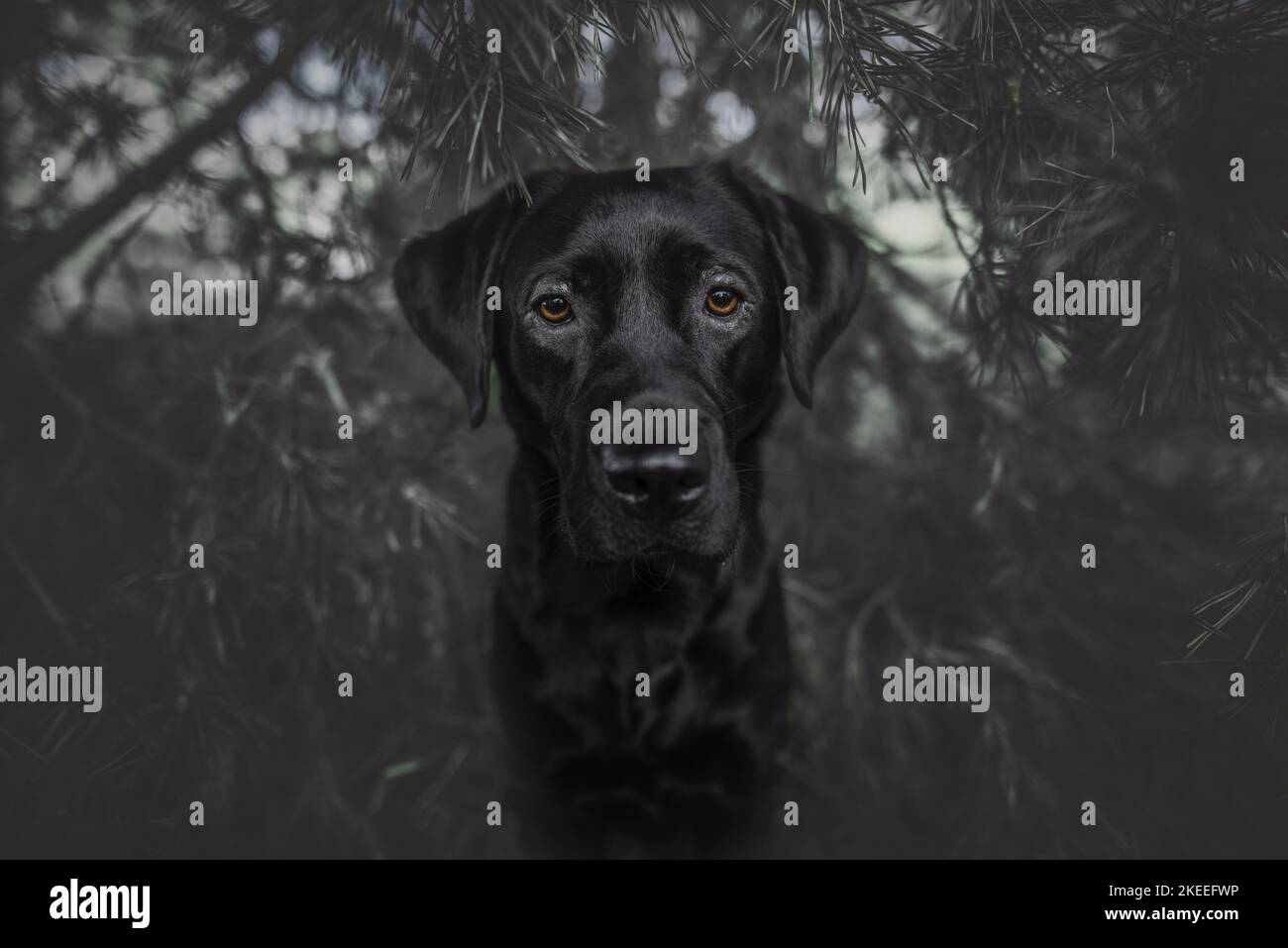 adult Labrador Retriever Stock Photo