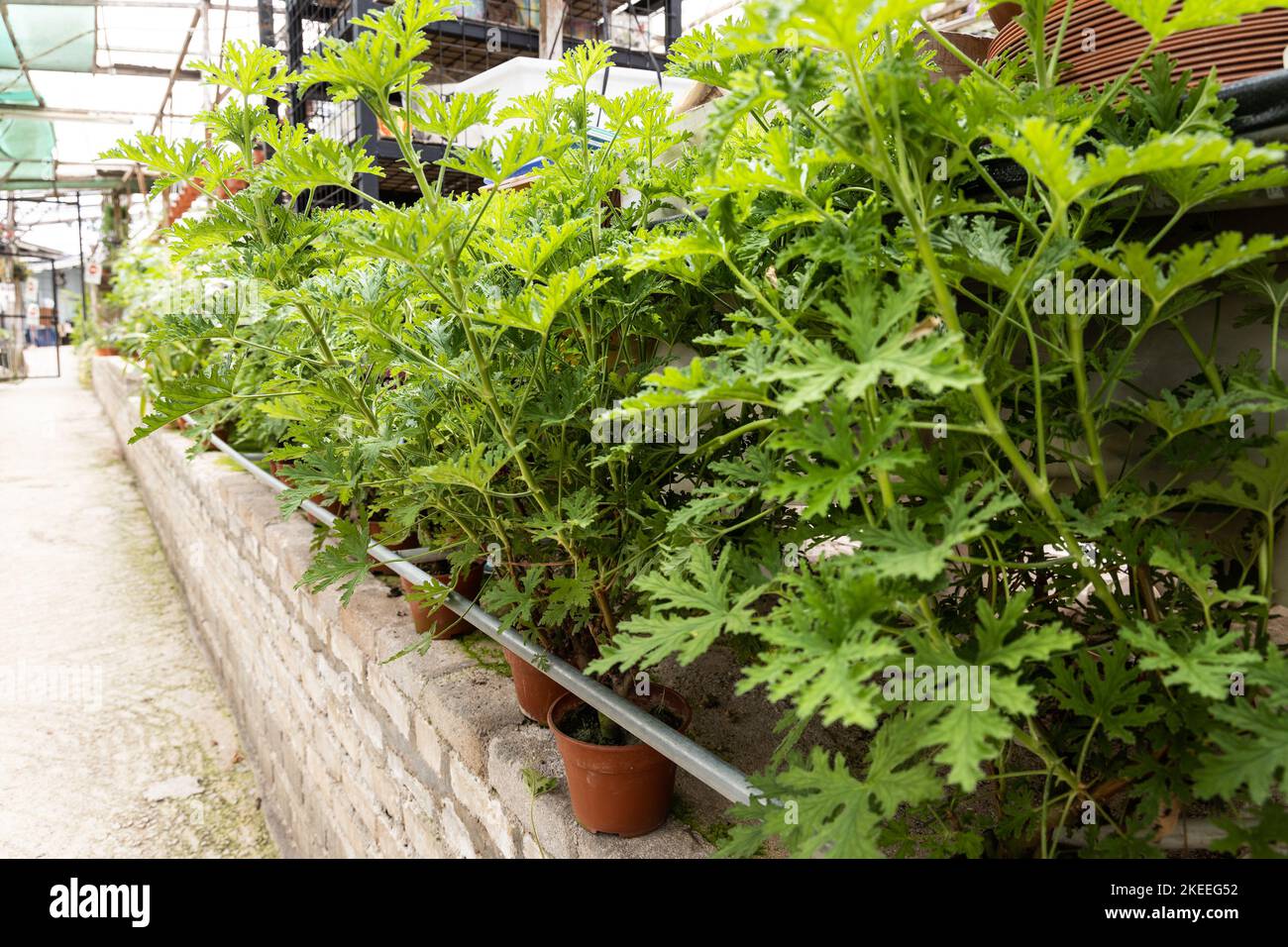 Citronella grass is a species of perennial aromatic plant. Citronella essential oil is widely used for natural insect repellant Stock Photo