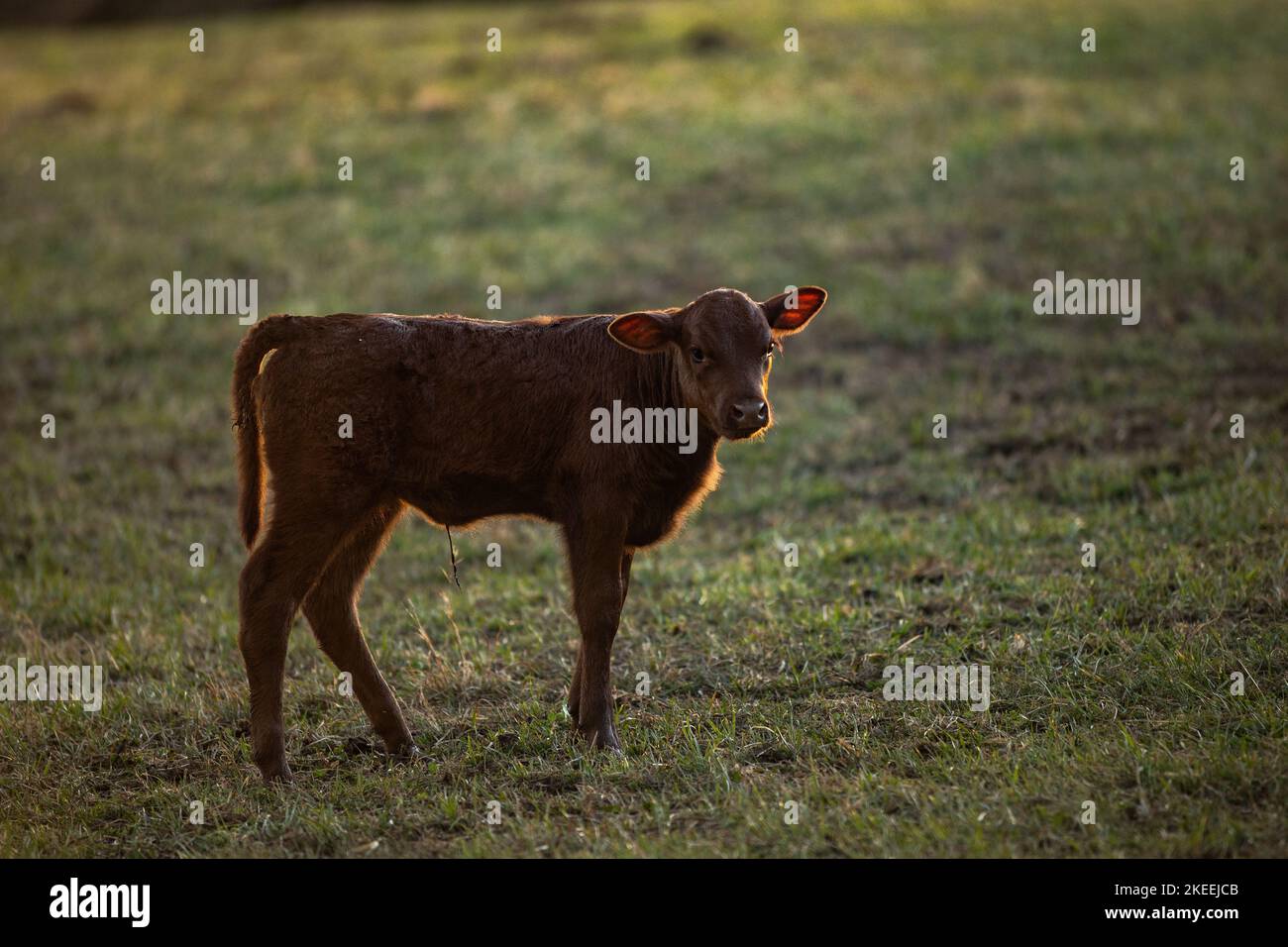 Hairy cow young calf hi-res stock photography and images - Alamy