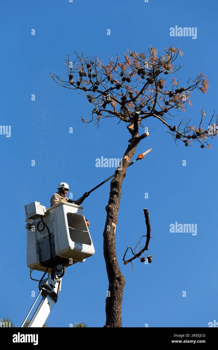 Cutting down a dead tree in a holiday resort. Tarnos, Les Landes