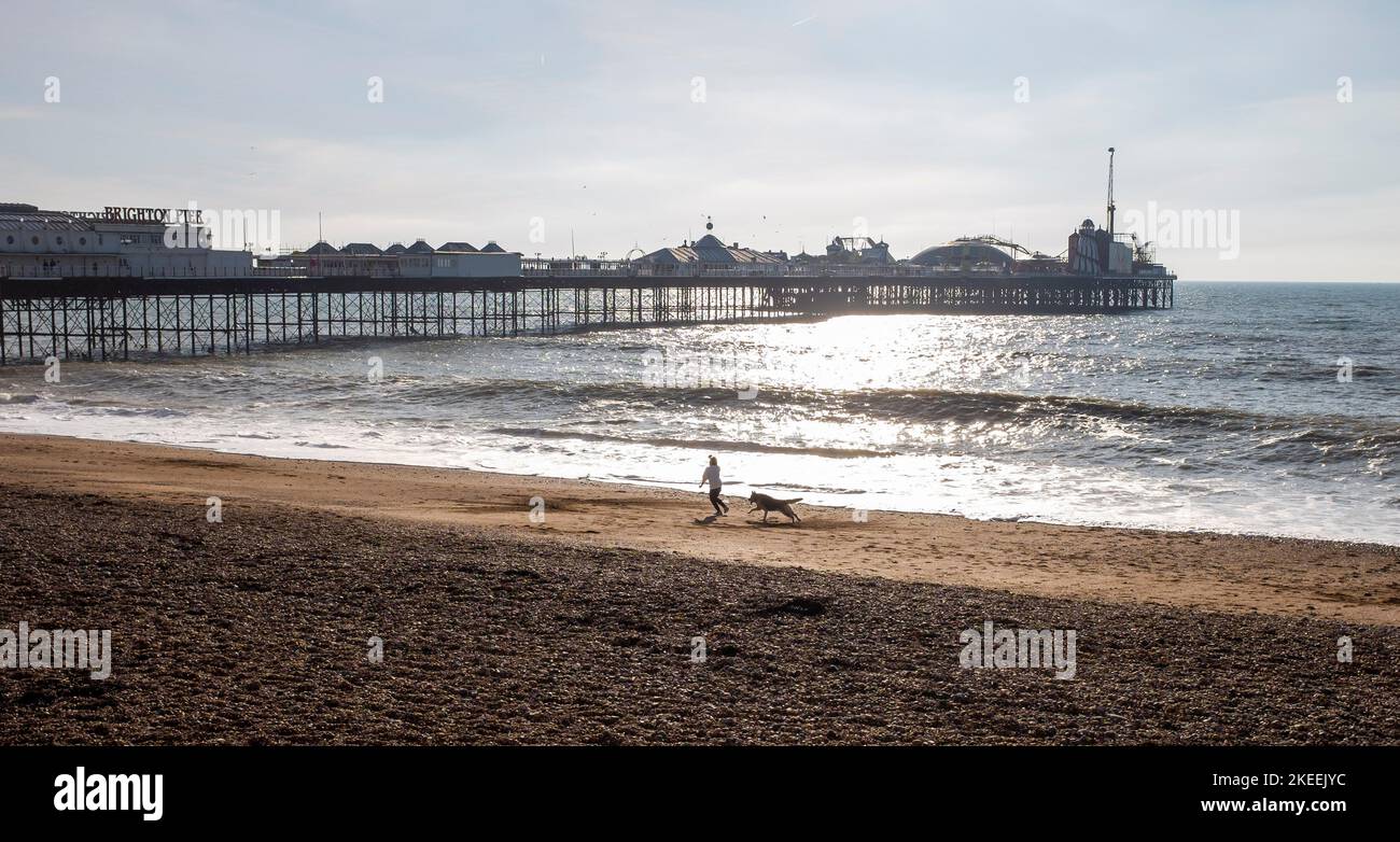 Brighton UK 12th November 2022 - A dog walker enjoys a beautiful  sunny morning on Brighton beach by the pier in unusually warm temperatures for the time of year : Credit Simon Dack / Alamy Live News Stock Photo