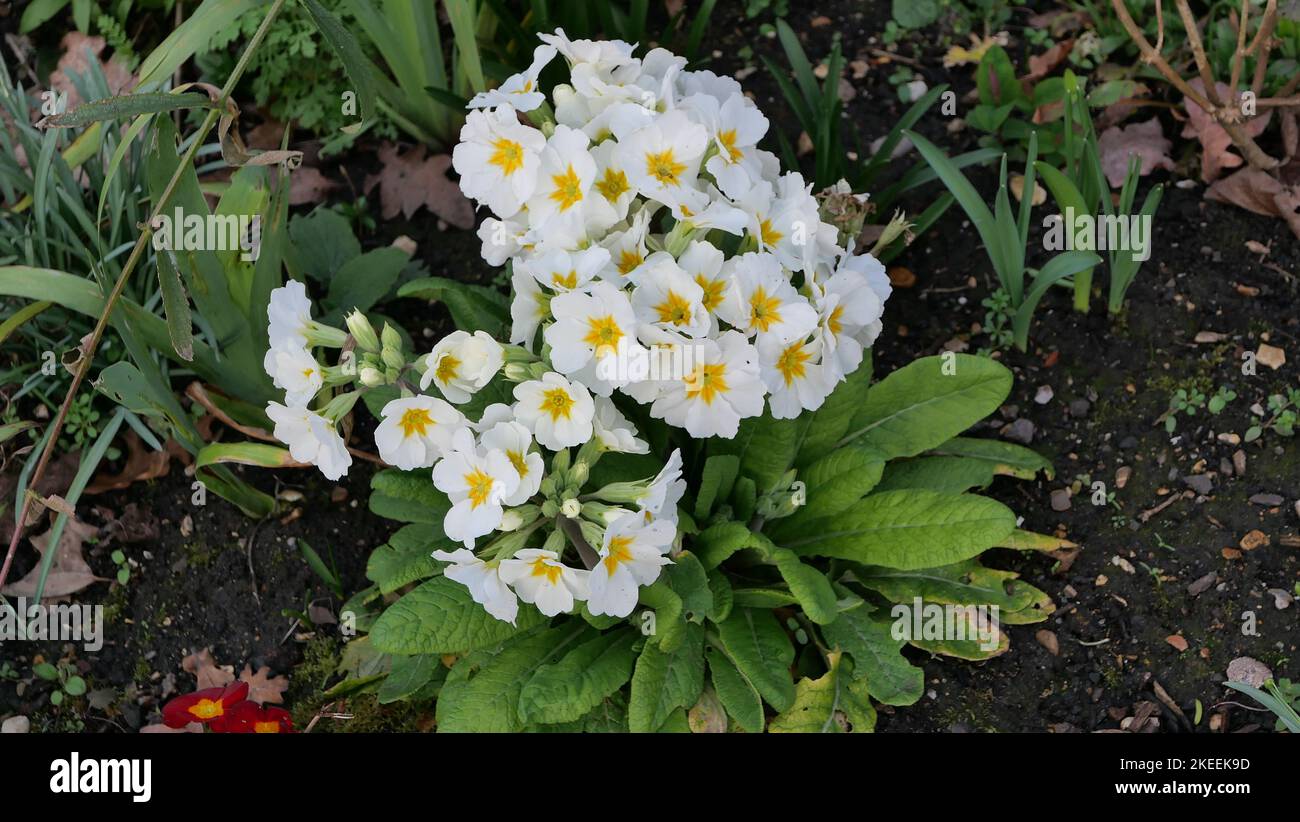 Spring image showing primulas or primroses and foliage on ground Stock Photo