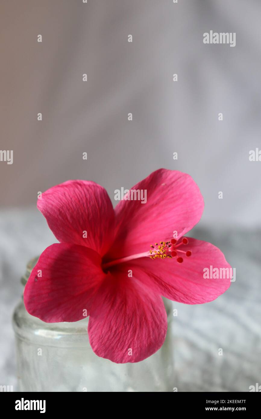 A pink hibiscus flower in a mason jar against white background/Still