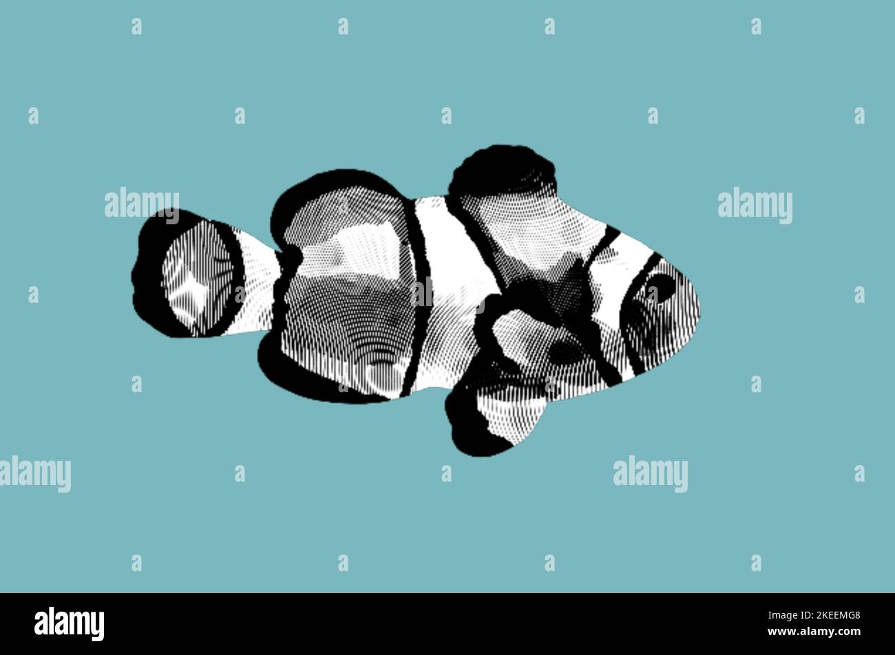 Engraving clownfish. Graphic illustration of a marine fish. Reef fish Stock Photo