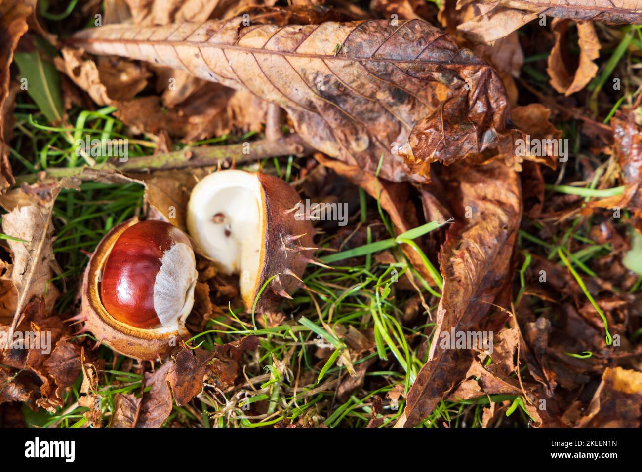 Chestnut in bolster closeup with dry leaves during autumn Stock Photo