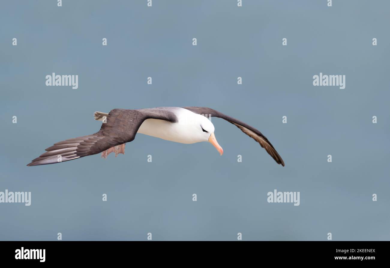 Uk albatross hi-res stock photography and images - Alamy