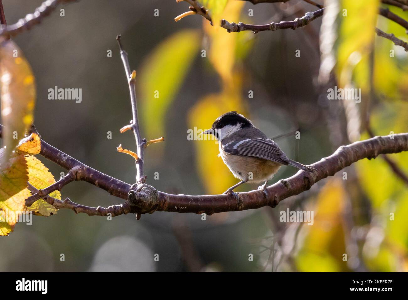 Coal tit (Periparus ater) perched in a tree, Sussex, UK Stock Photo