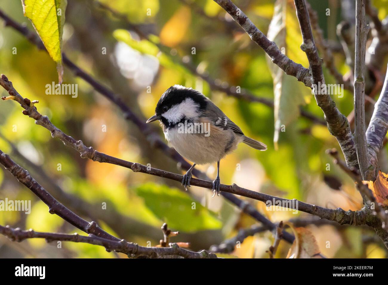 Coal tit (Periparus ater) perched in a tree, Sussex, UK Stock Photo