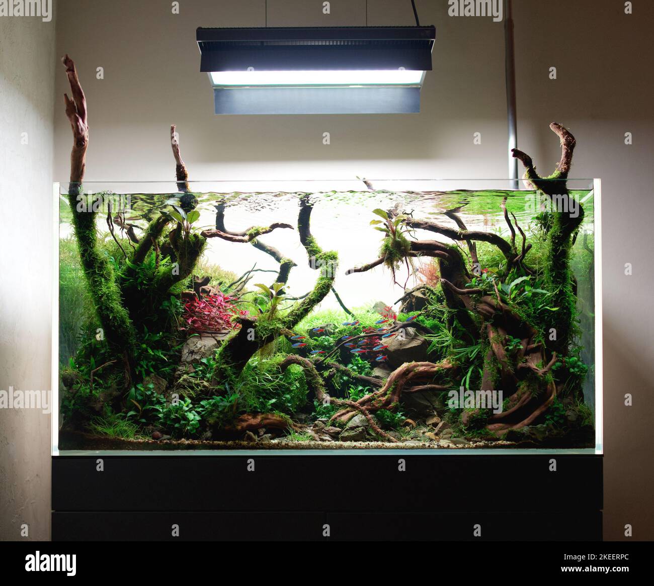 Beautiful freshwater aquascape with live aquarium plants, Frodo stones, redmoor roots covered by java moss and a school of blue neon tetra fish. Stock Photo
