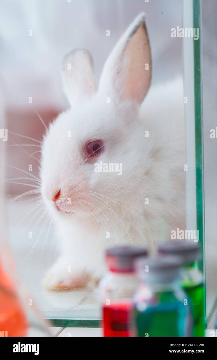 The white rabbit in scientific lab experiment Stock Photo Alamy