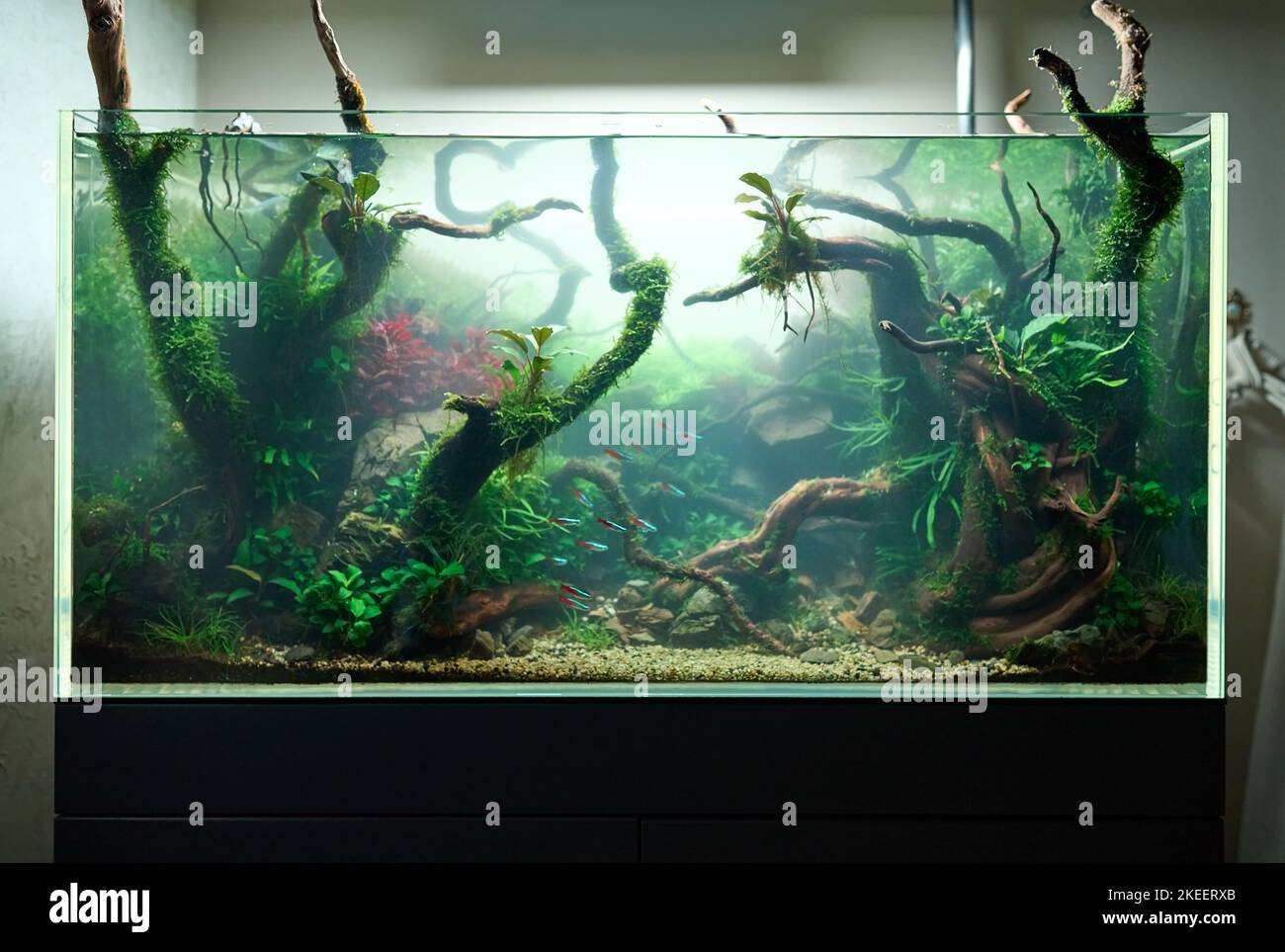 Cloudy water in aquarium. Bacterial bloom. Beautiful freshwater