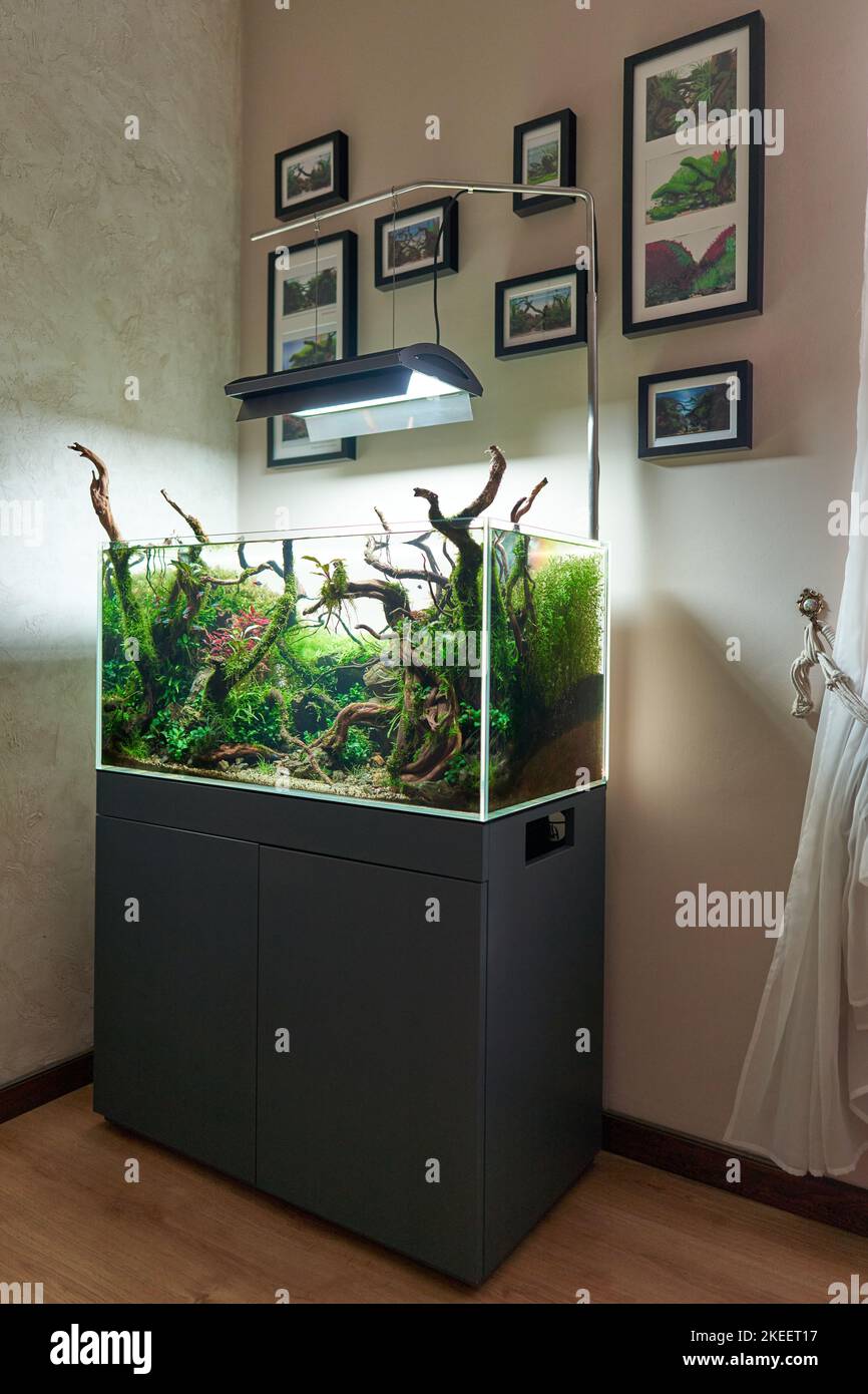 Corner view of beautiful freshwater aquascape with live aquarium plants, Frodo stones, redmoor roots covered by java moss and a school of blue neon tetra fish.  Stock Photo