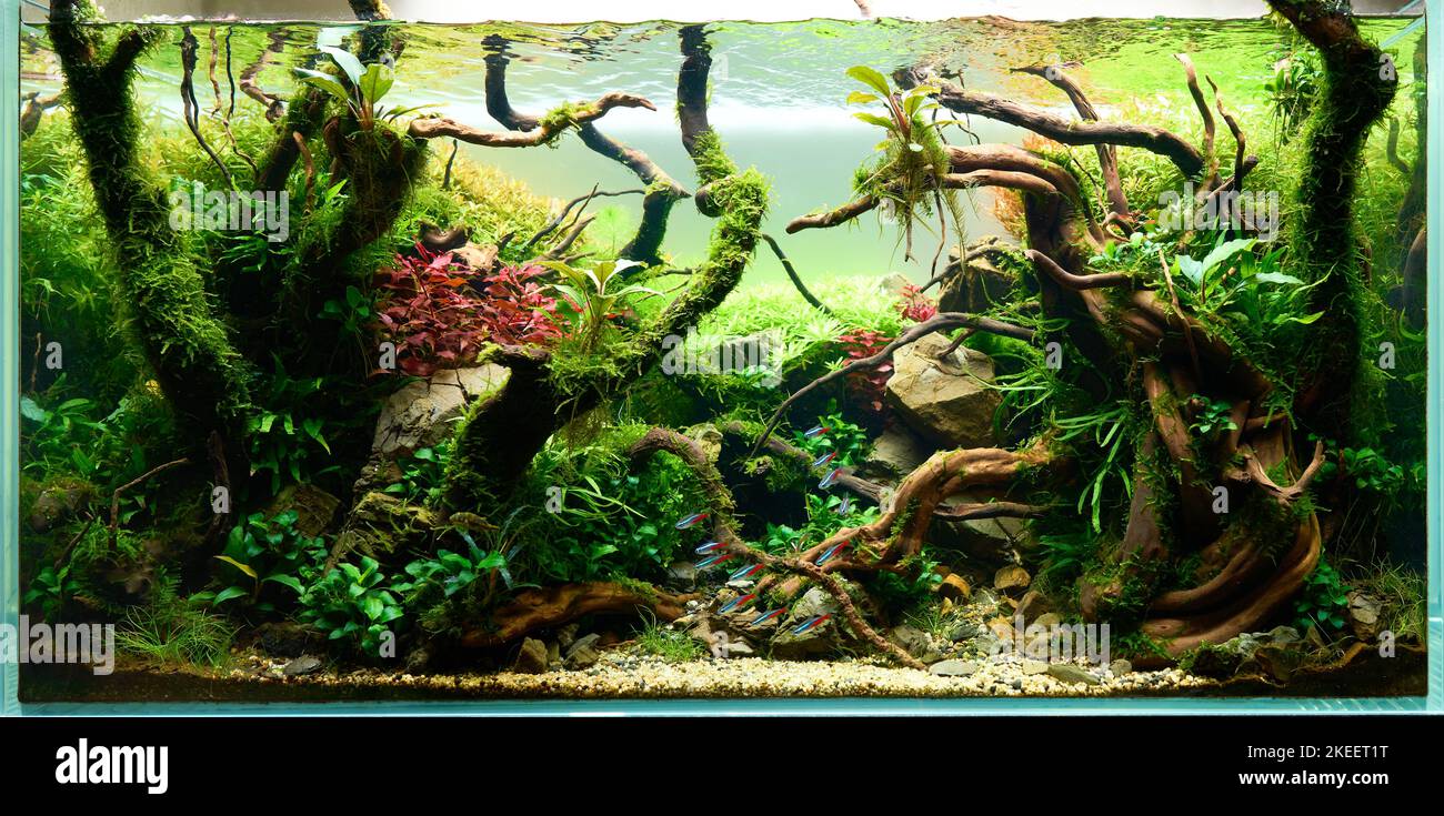 Beautiful freshwater aquascape with live aquarium plants, Frodo stones, redmoor roots covered by java moss and a school of blue neon tetra fish. Isolated view. Stock Photo