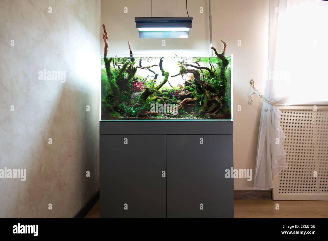 Beautiful freshwater aquascape with live aquarium plants, Frodo stones, redmoor roots covered by java moss and a school of blue neon tetra fish. Standing in room with window and curtain. Stock Photo