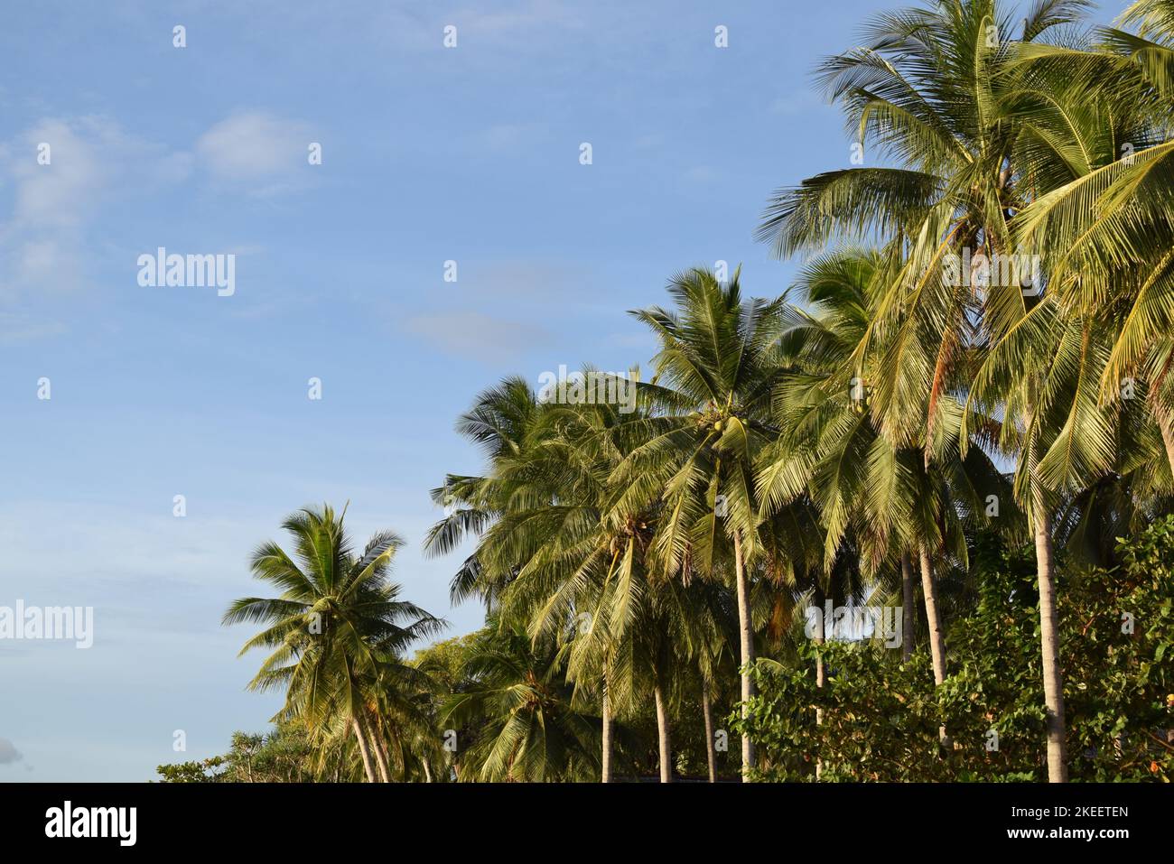 high angle coconut tree in the daytime, Tree blue sky, tree top against ...