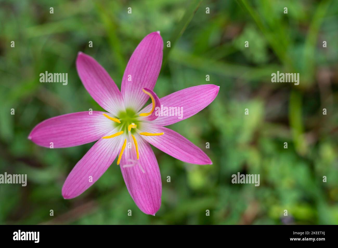 Top view of the Pink Zephyranthes Carinata flowers. Stock Photo