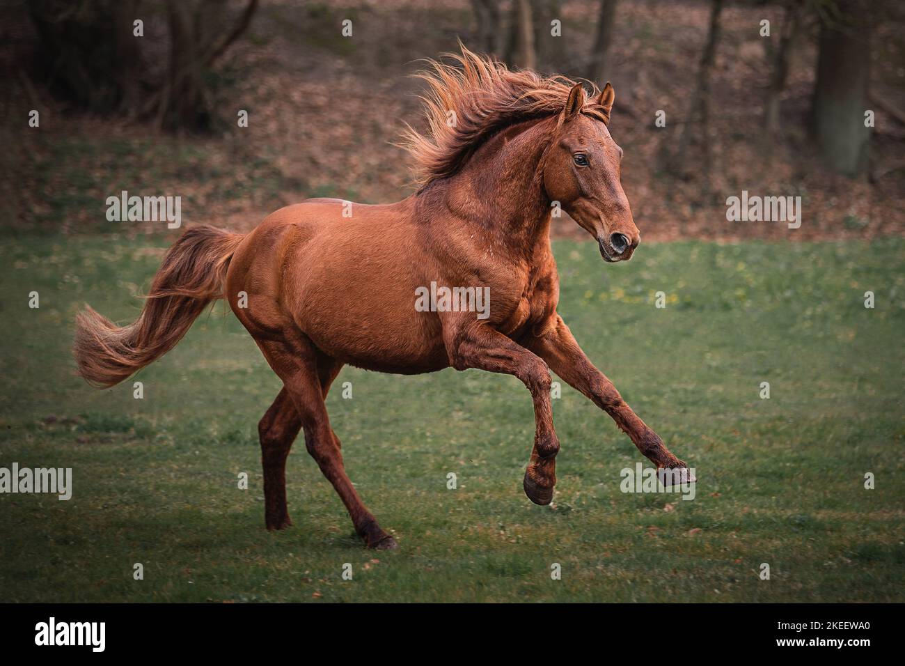 Hispano Arab Horse Stock Photo - Alamy