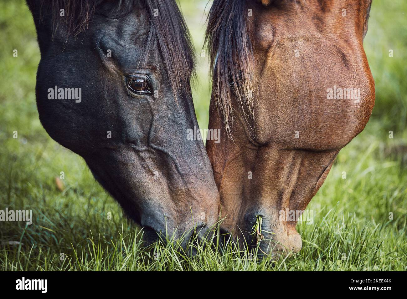 2 horses Stock Photo